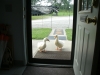 Ducks on the Outside Looking In